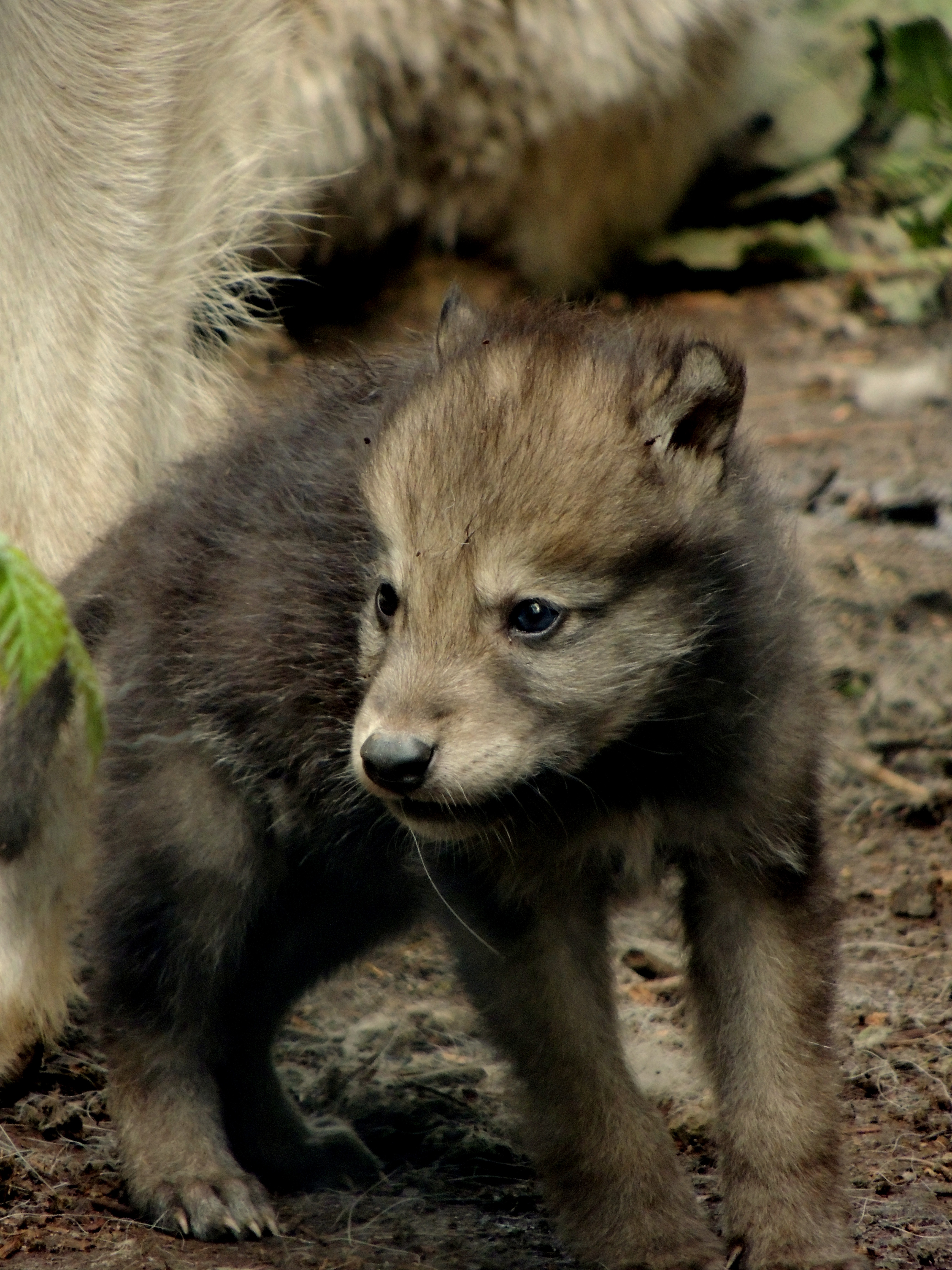 Le Loup Blanc Arctique Loups De Chabrieres