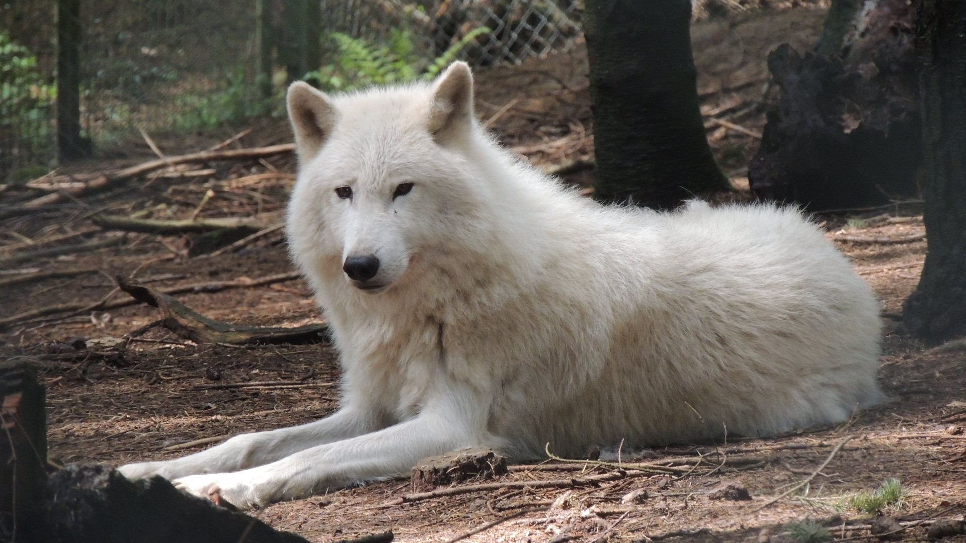 Le Loup Blanc Arctique Loups De Chabrieres