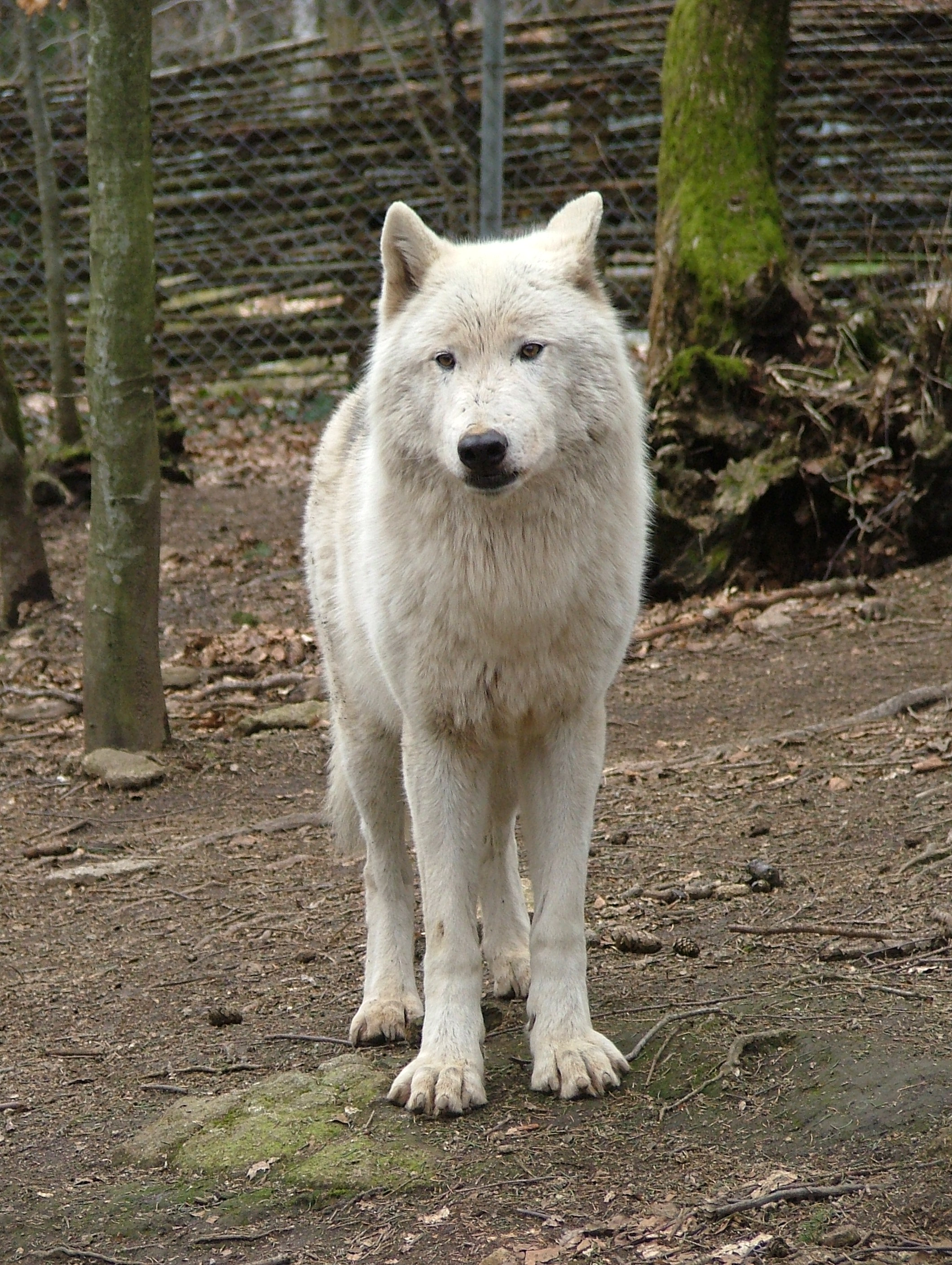 Le Loup Blanc Du Mackenzie Loups De Chabrieres