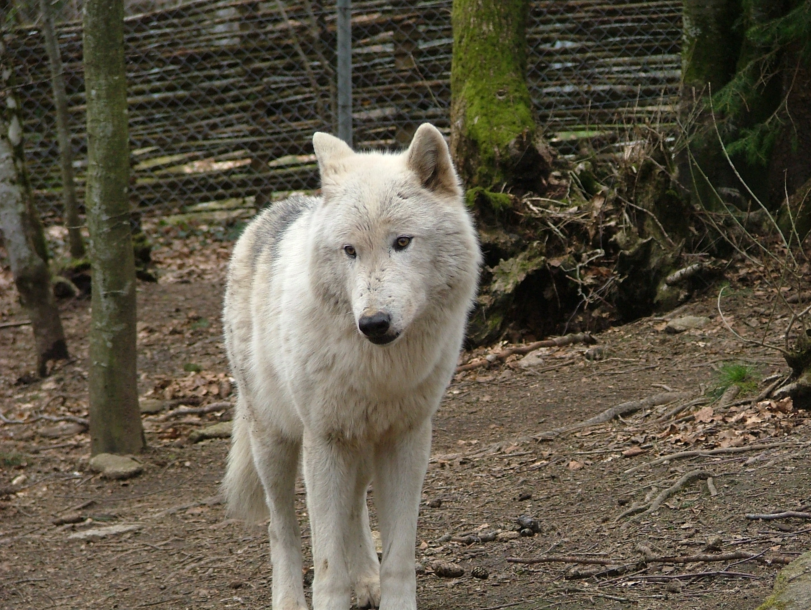 Le Loup Blanc Du Mackenzie Loups De Chabrieres